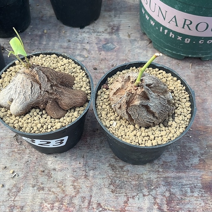 倾***心323象足龟甲龙块根2颗