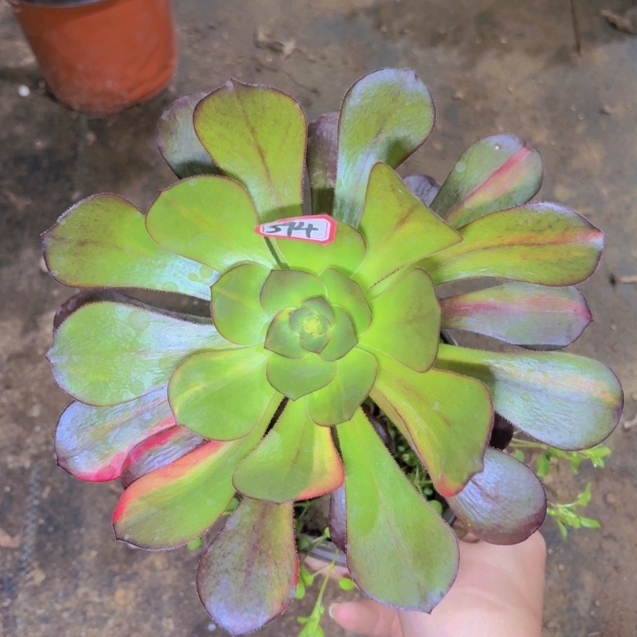 一物一拍巫独花脸394