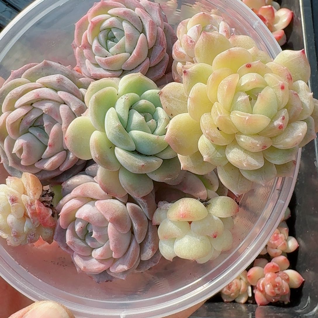 杂交新品珍妮多肉297