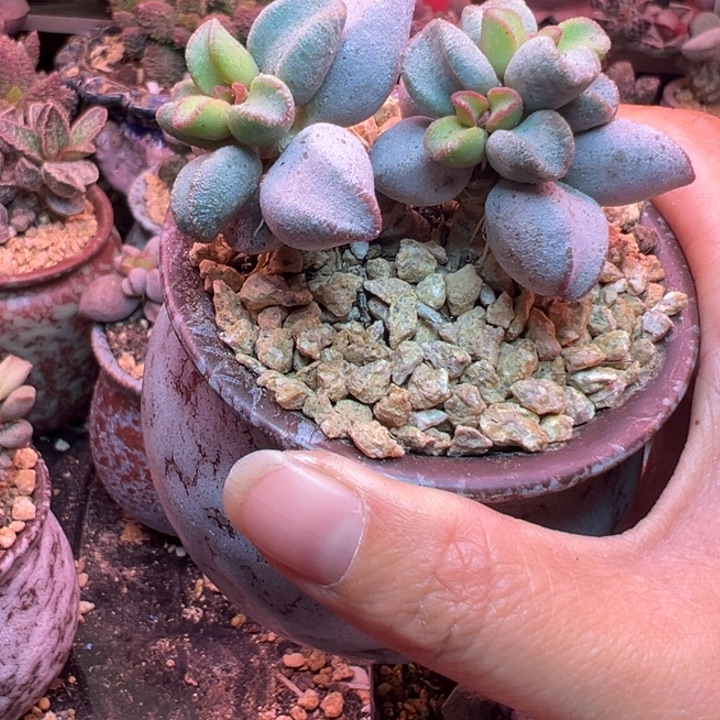 一物一拍，带盆发货