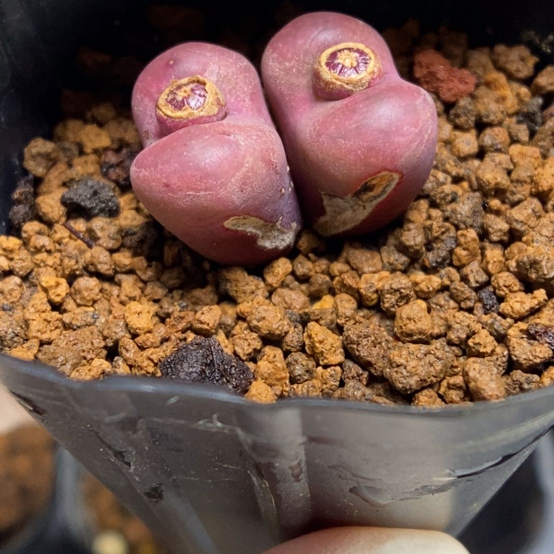 多肉植物肉锥杂交K-798