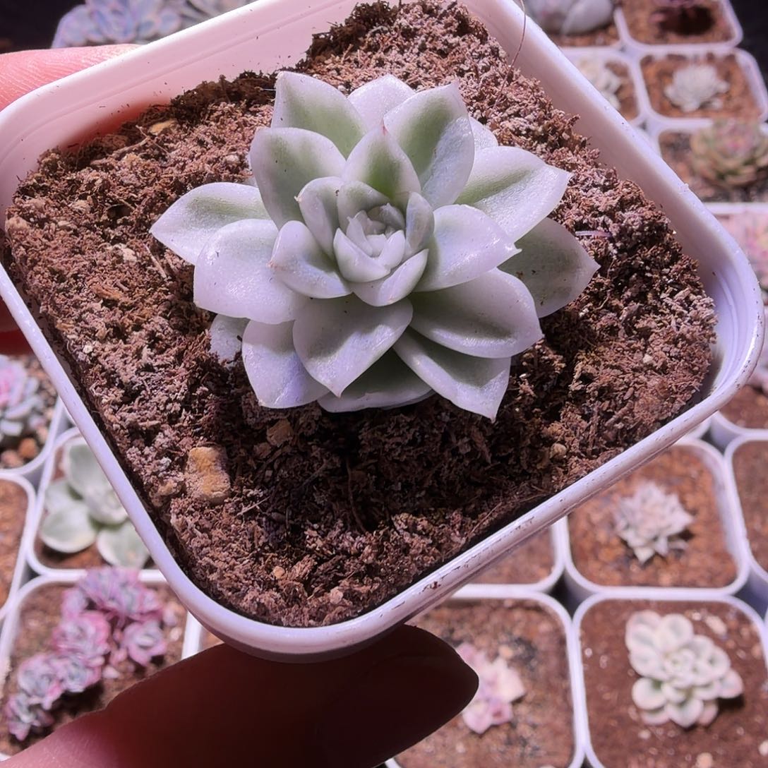 云台麦秆锦植物一物一拍