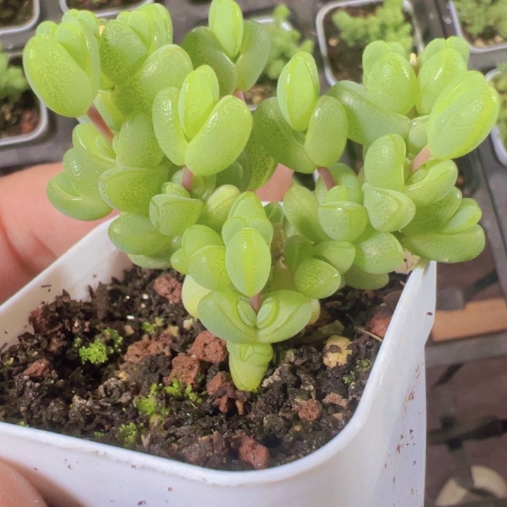 元宝枝干精品多肉植物