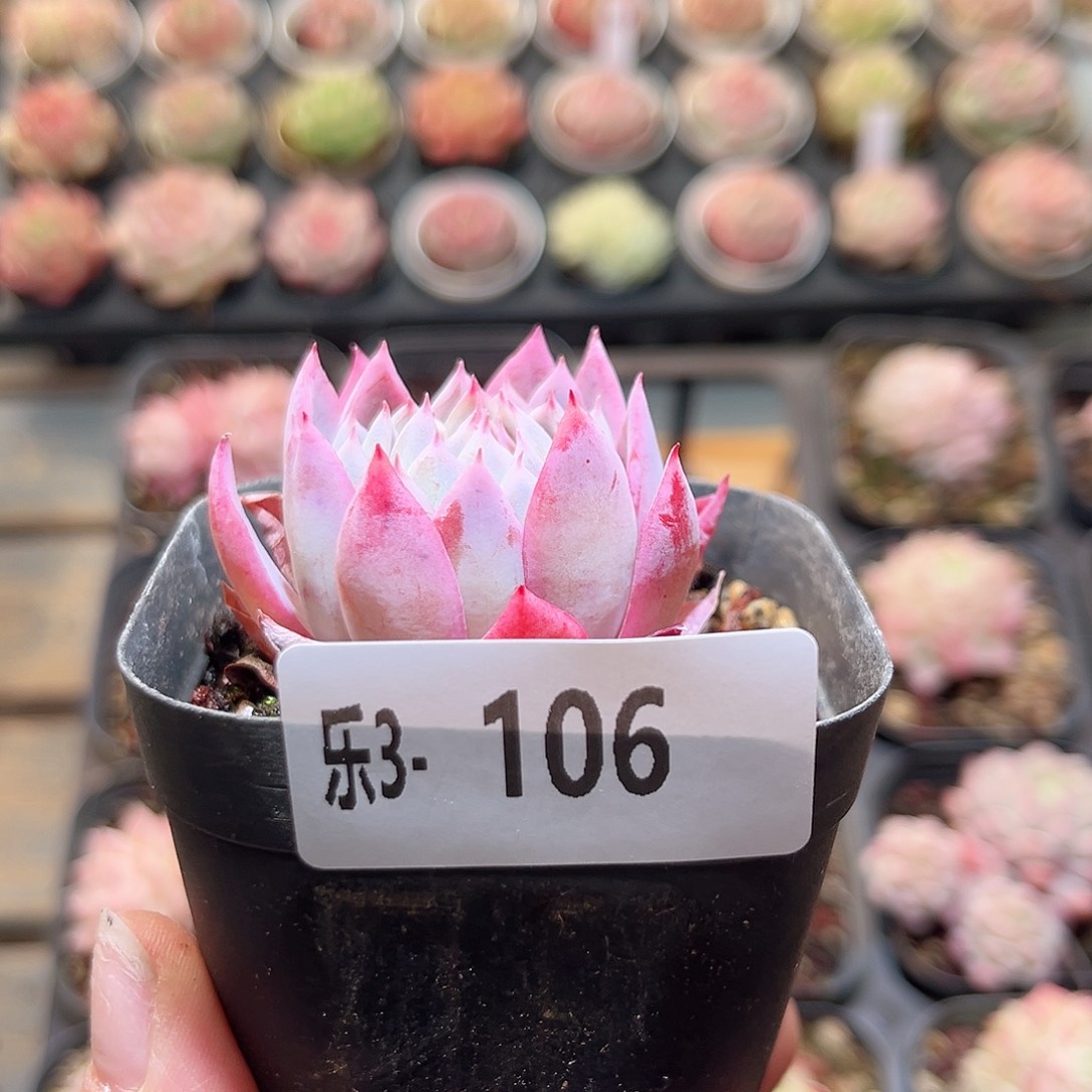 乐3-106 紫罗兰女王