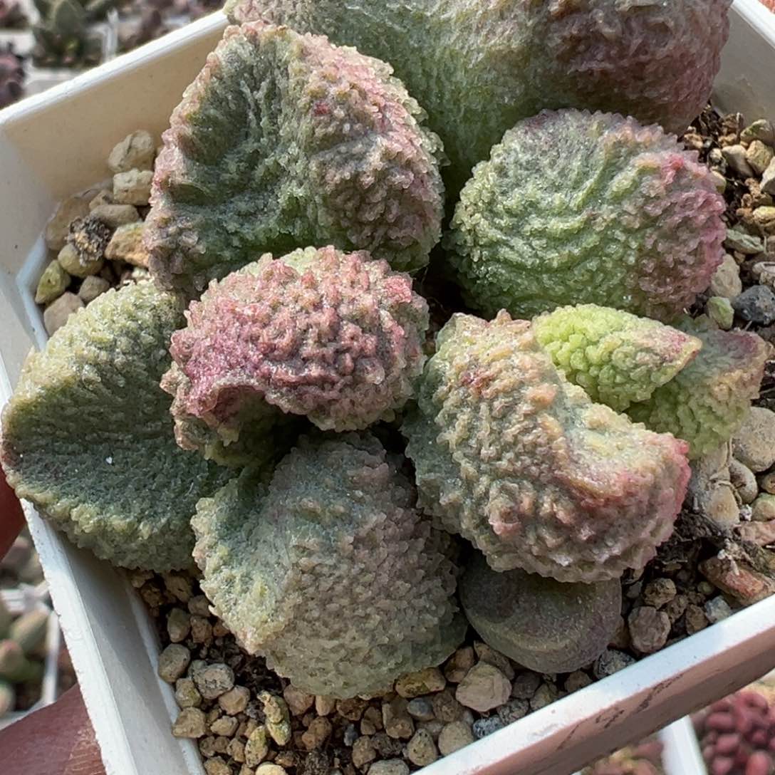 巨猪宝水泡多肉植物水泡