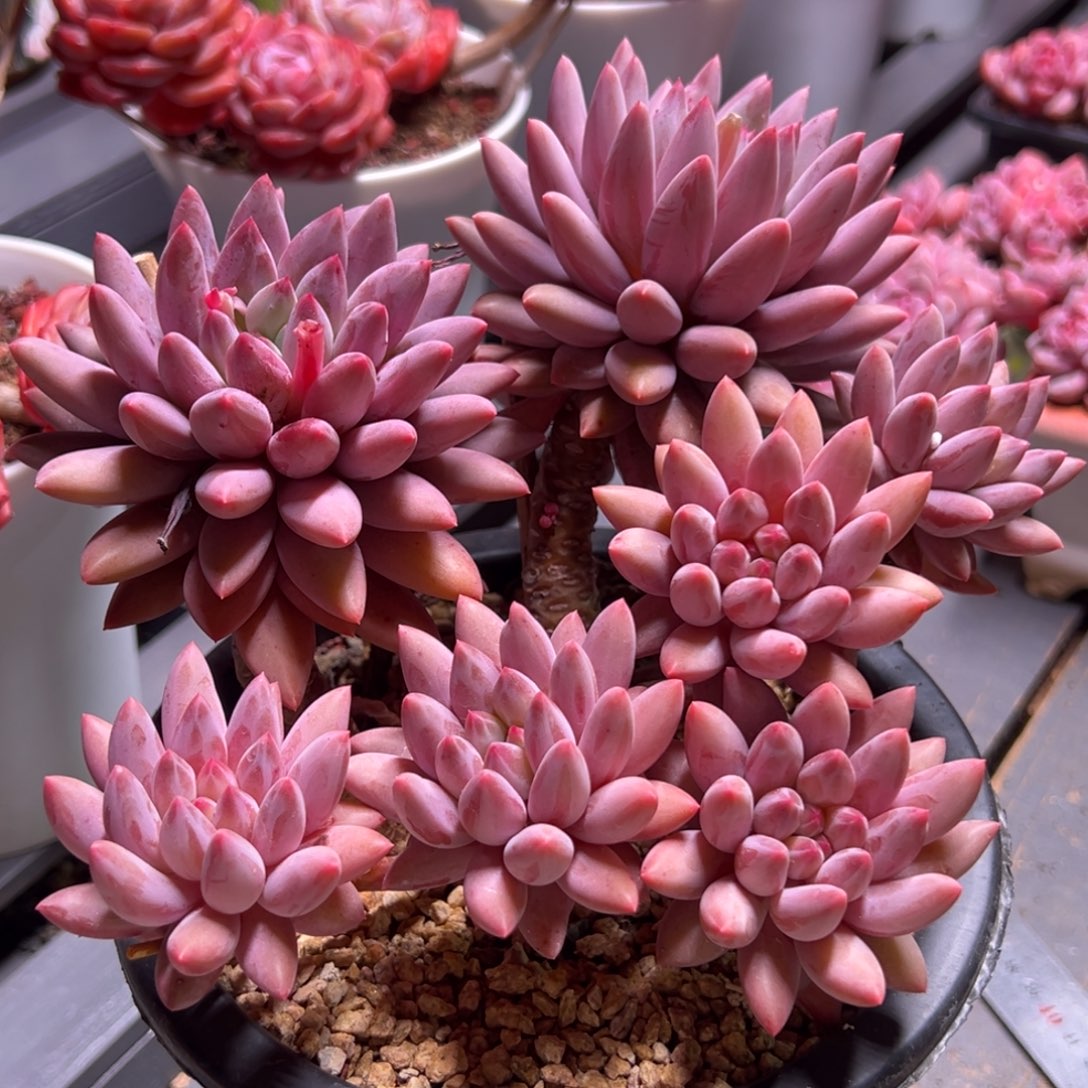 不****红蜻蜓多肉植物老桩