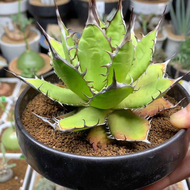 实生强刺霍利达龙舌兰脱土