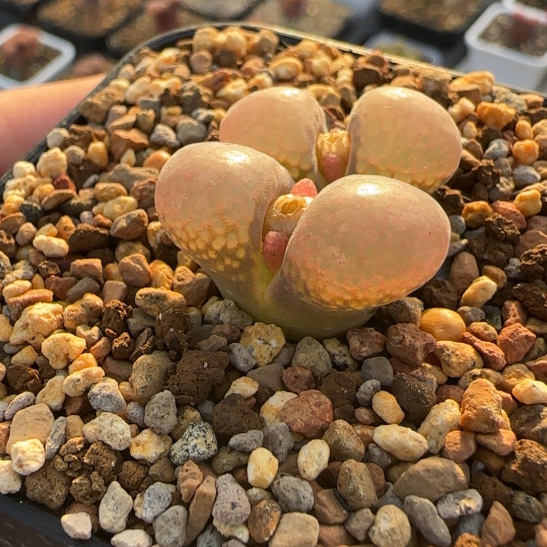 四***月多肉植物大风241号