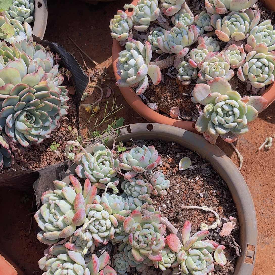 六***园多肉植物。。。。。。。。。。。。。。