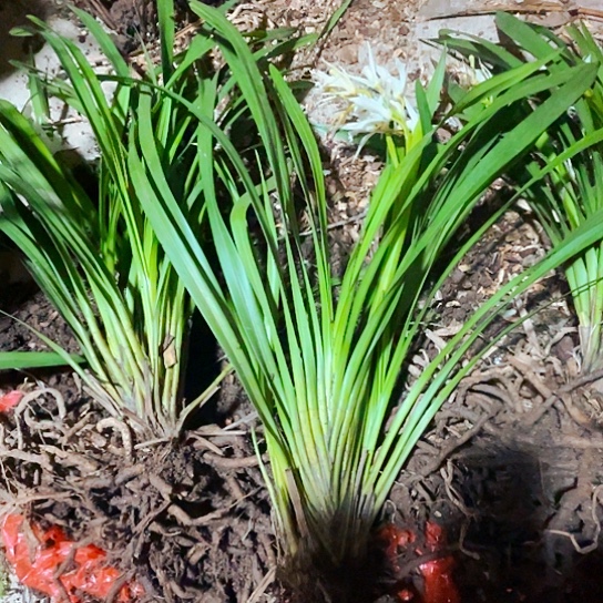 无花朵虎头兰虎头咯