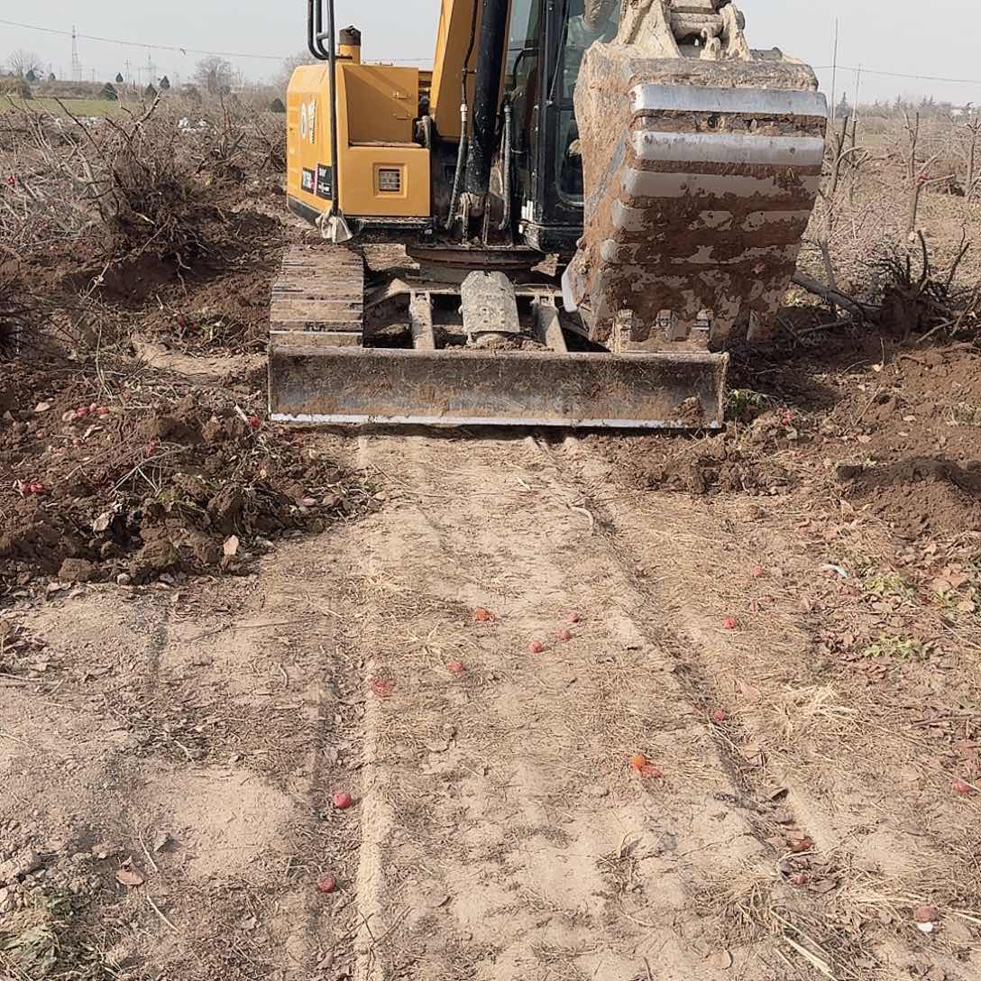 无花朵火罐柿子老桩陕西产地直发包邮