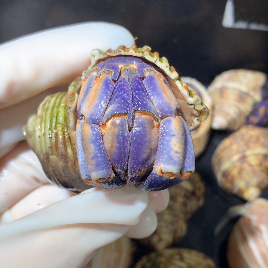 3.1紫色芝士超润不退不换