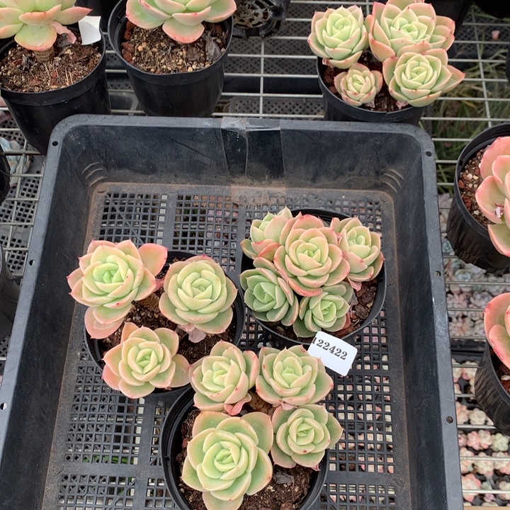 122422三个嗯嗯嗯嗯嗯嗯嗯好喜欢