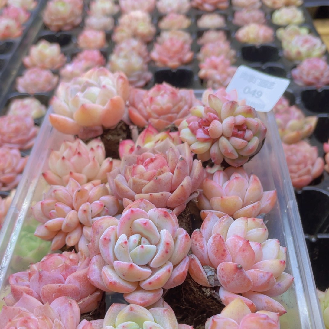 开心快乐幸福049