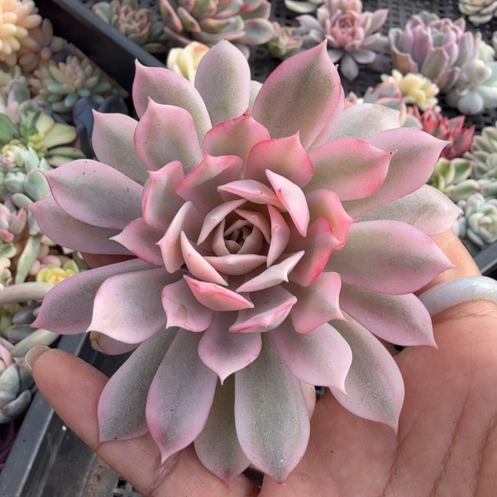 粉蝶锦 腹轮锦主头