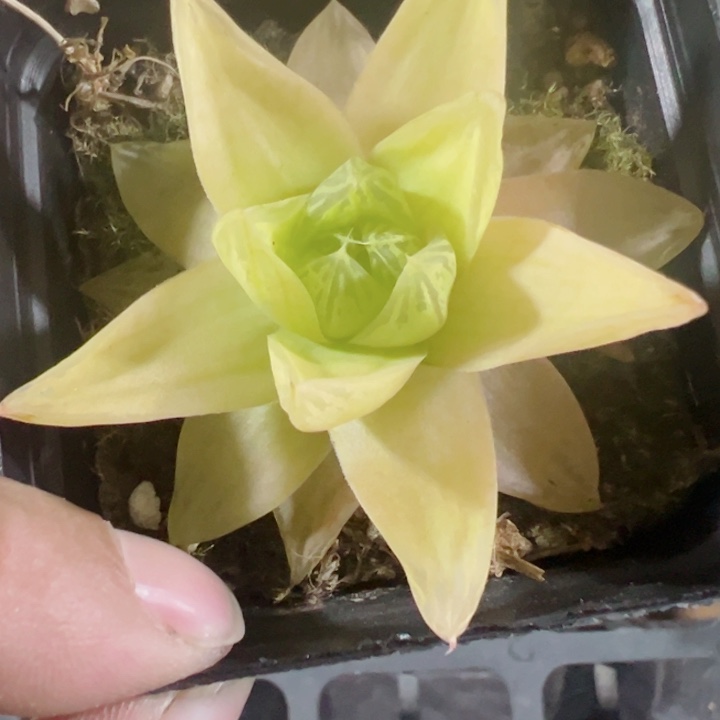 黄金玉露精品多肉植物