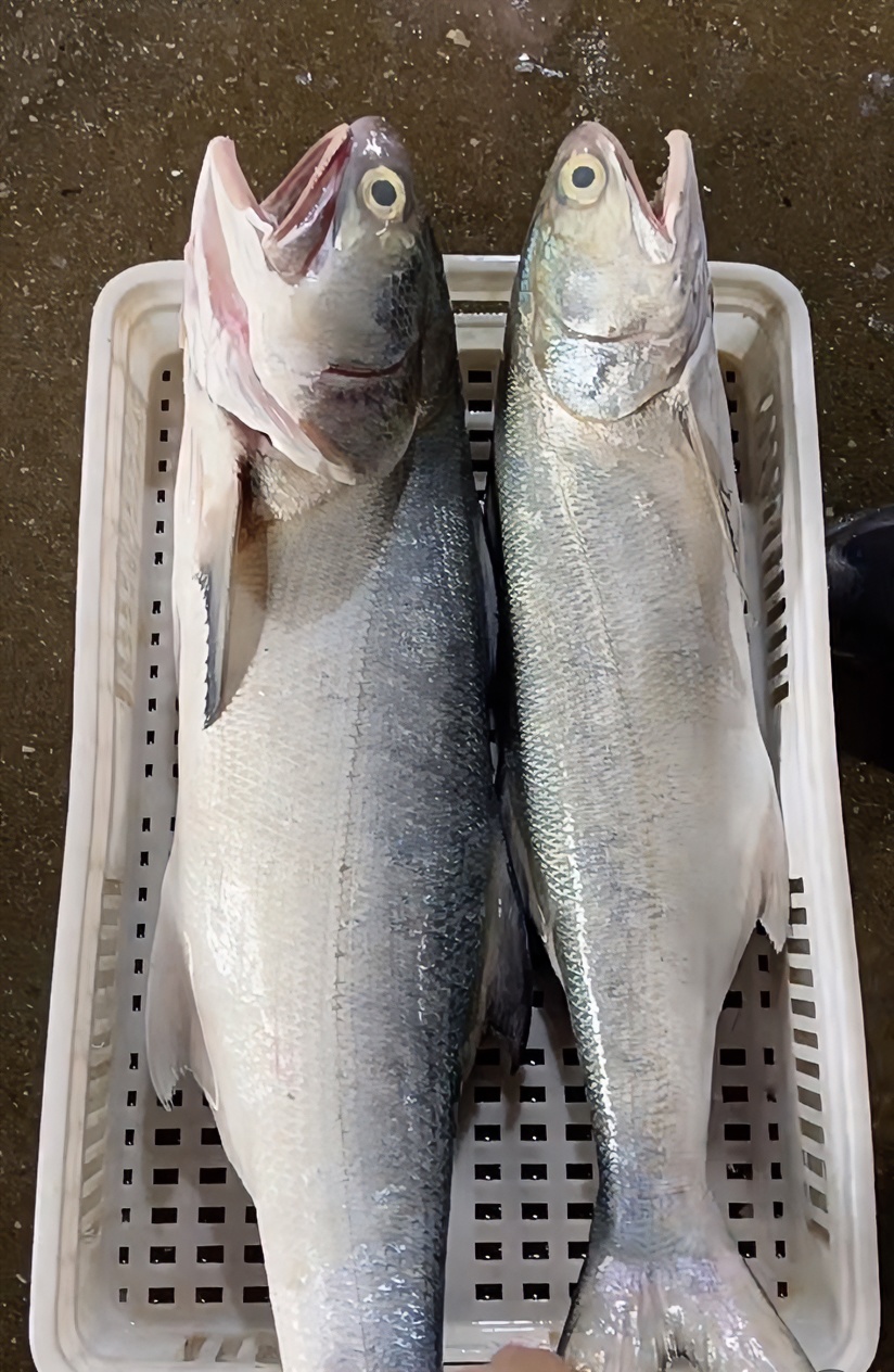 速冻 广东茂名博贺港 海钓马友鱼 (7斤)，顺丰包邮