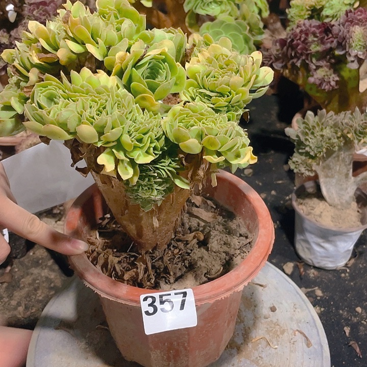 357绿羊绒规整结疤