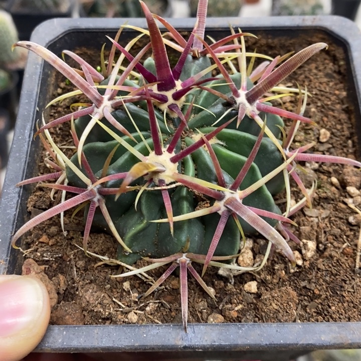 实生宽刺日出特价2