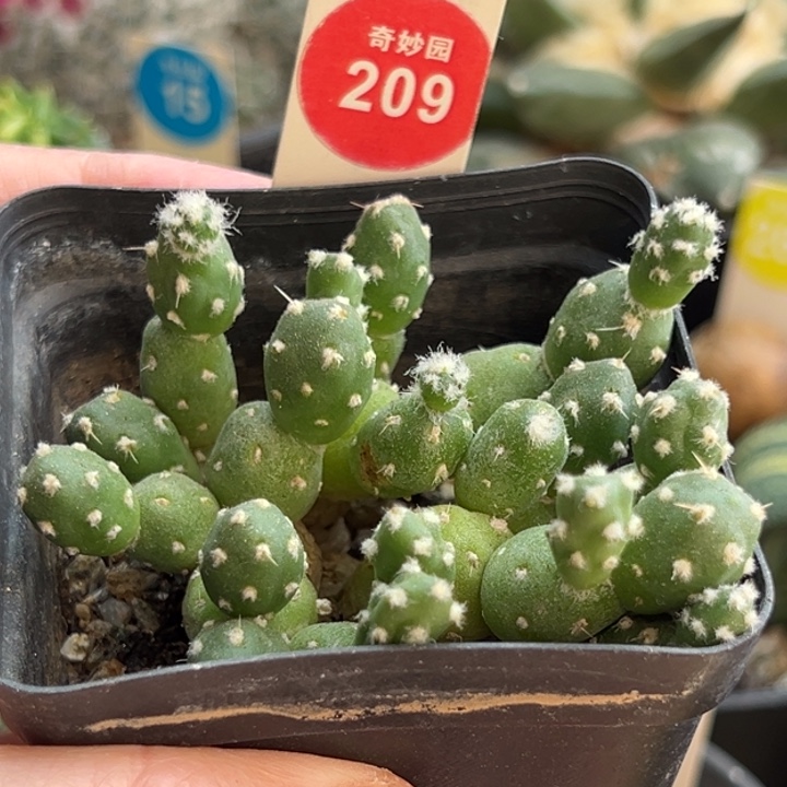 罗西安娜一棵仙人球