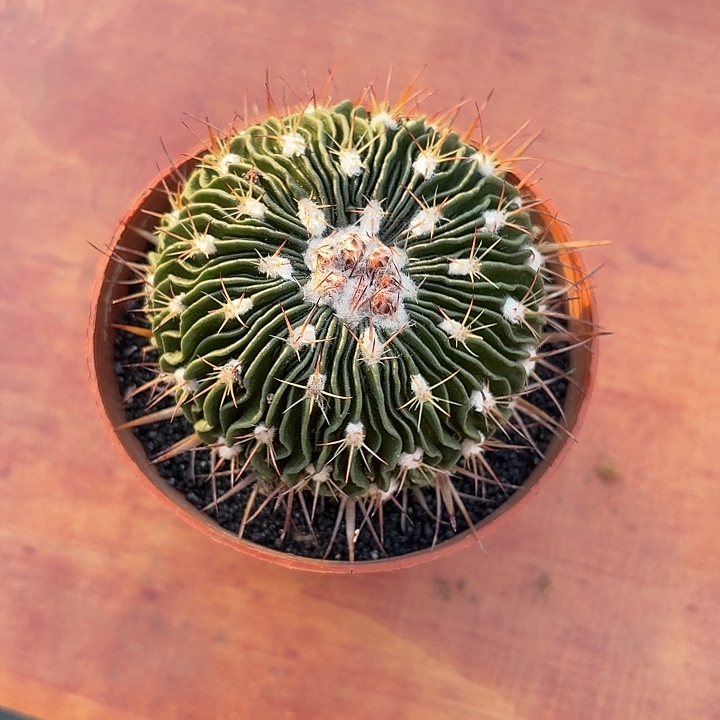 星巴克仙人球123