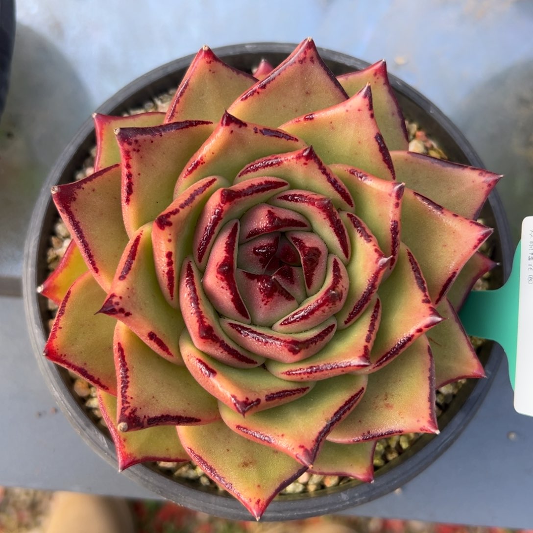 多肉一物一拍0208-47