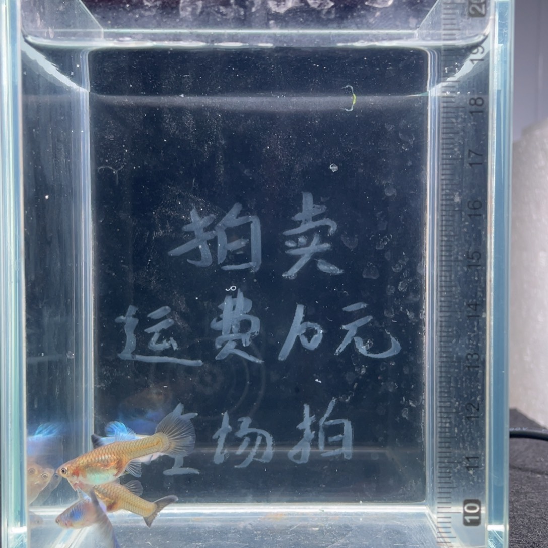 孔雀鱼新加兰亚成鱼两对