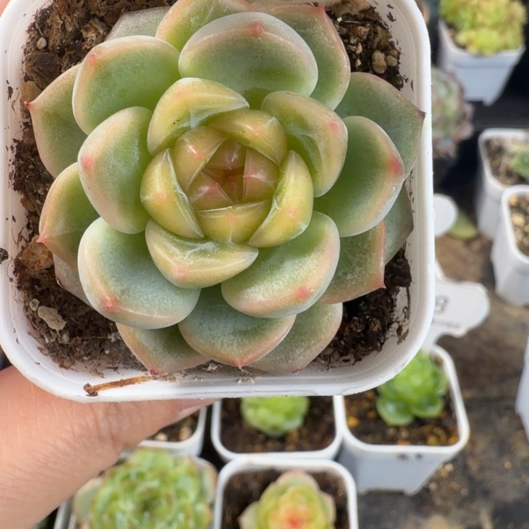 珍妮孤品单头39号