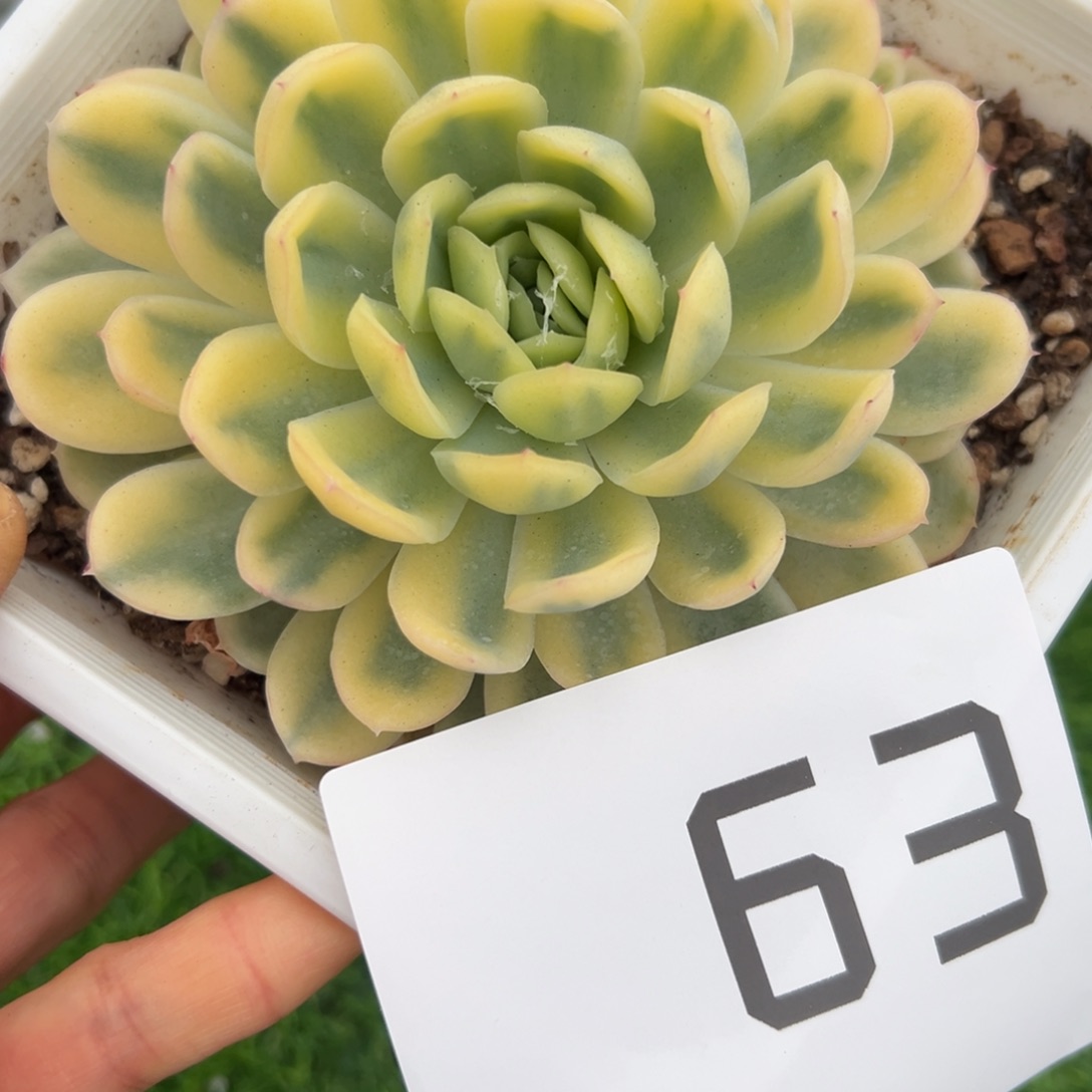 63、刚果共和国哥哥哥哥