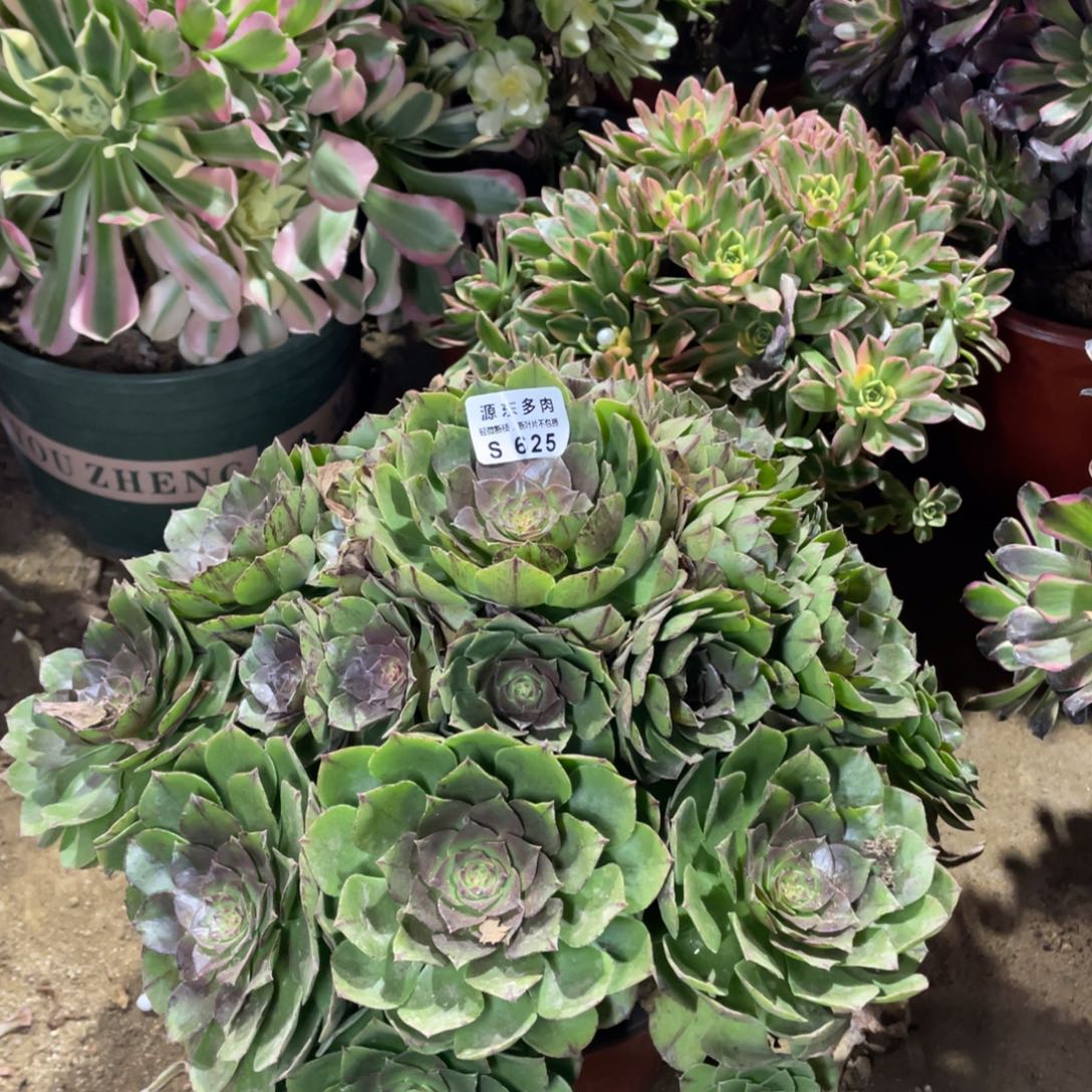 625万拉丝多肉法师断枝不包