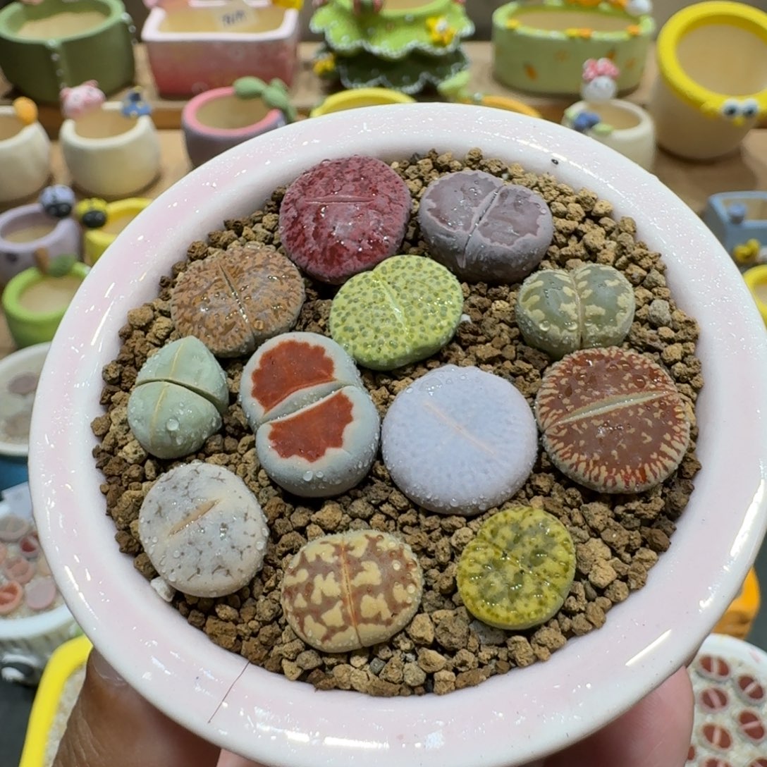 蘑菇1067彩拼多肉植物