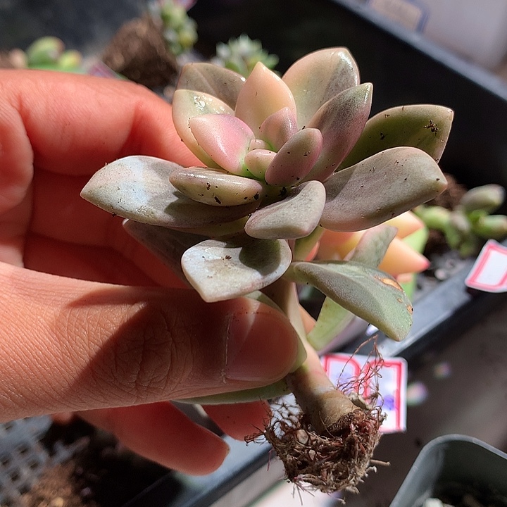 桃霜锦拉丝锦有根
