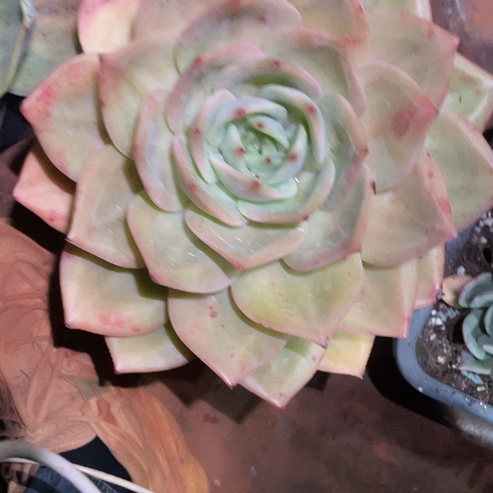 凤橙杂多肉植物一号