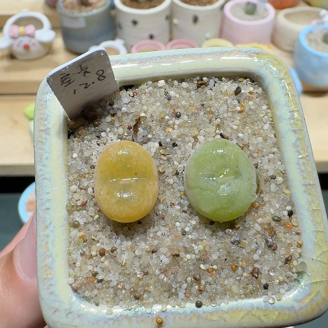 红陶蘑菇753空卡