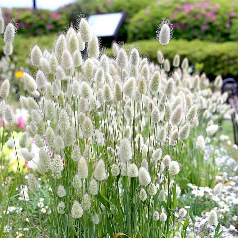 【运河家】兔尾草阳台盆栽小兔子盆苗耐寒花境植物阳台庭院花卉