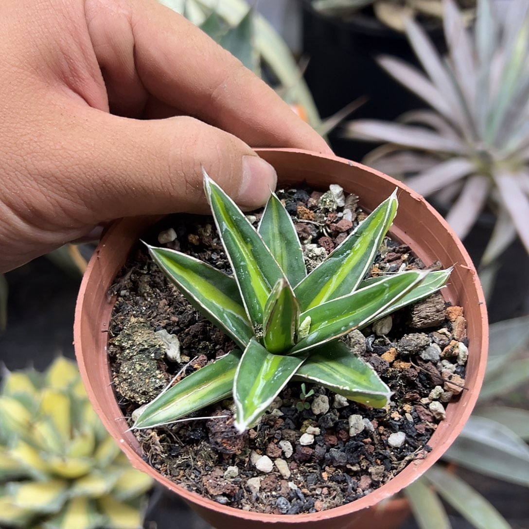 达摩中班龙舌兰系列