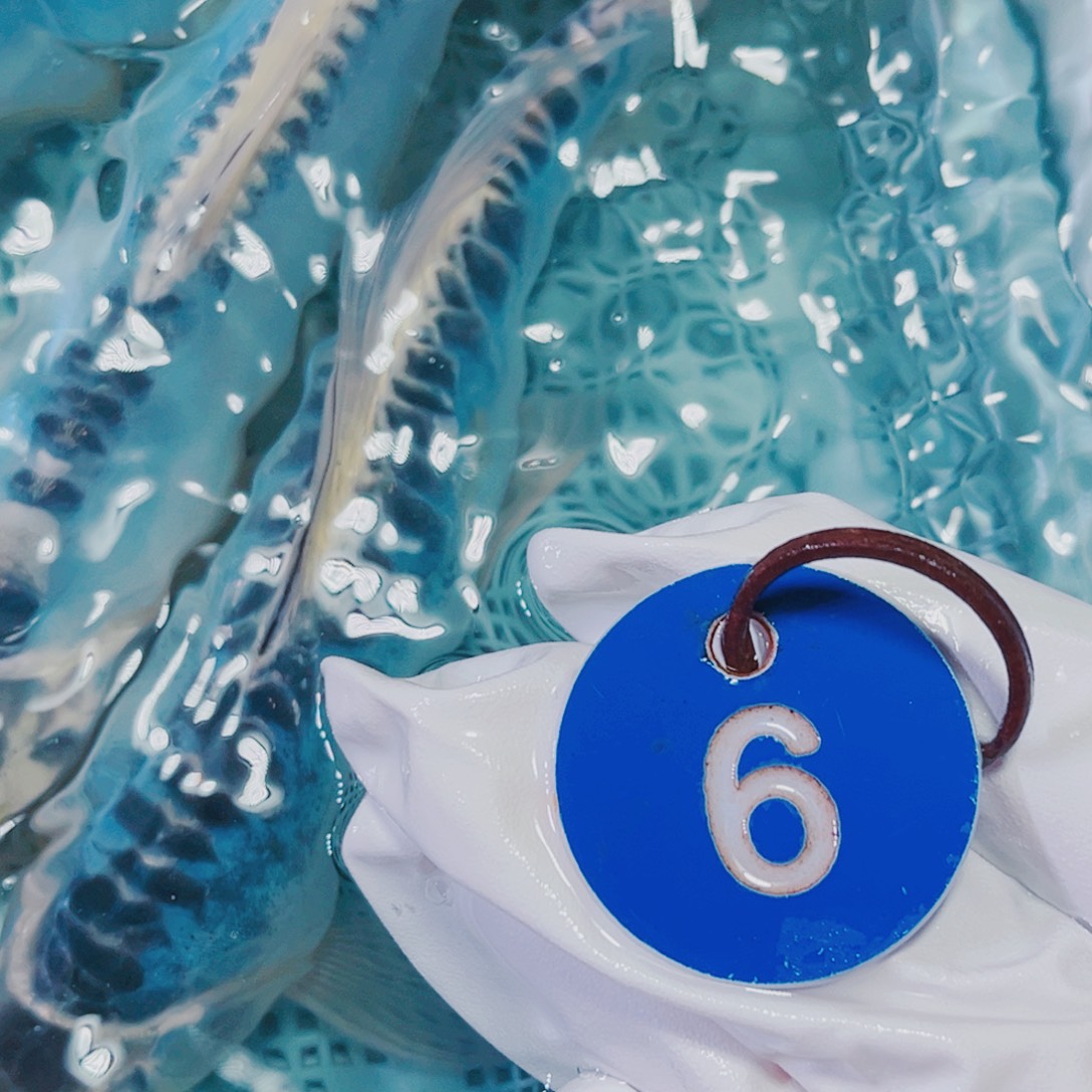 海水鱼锦鲤冷水观赏鱼6