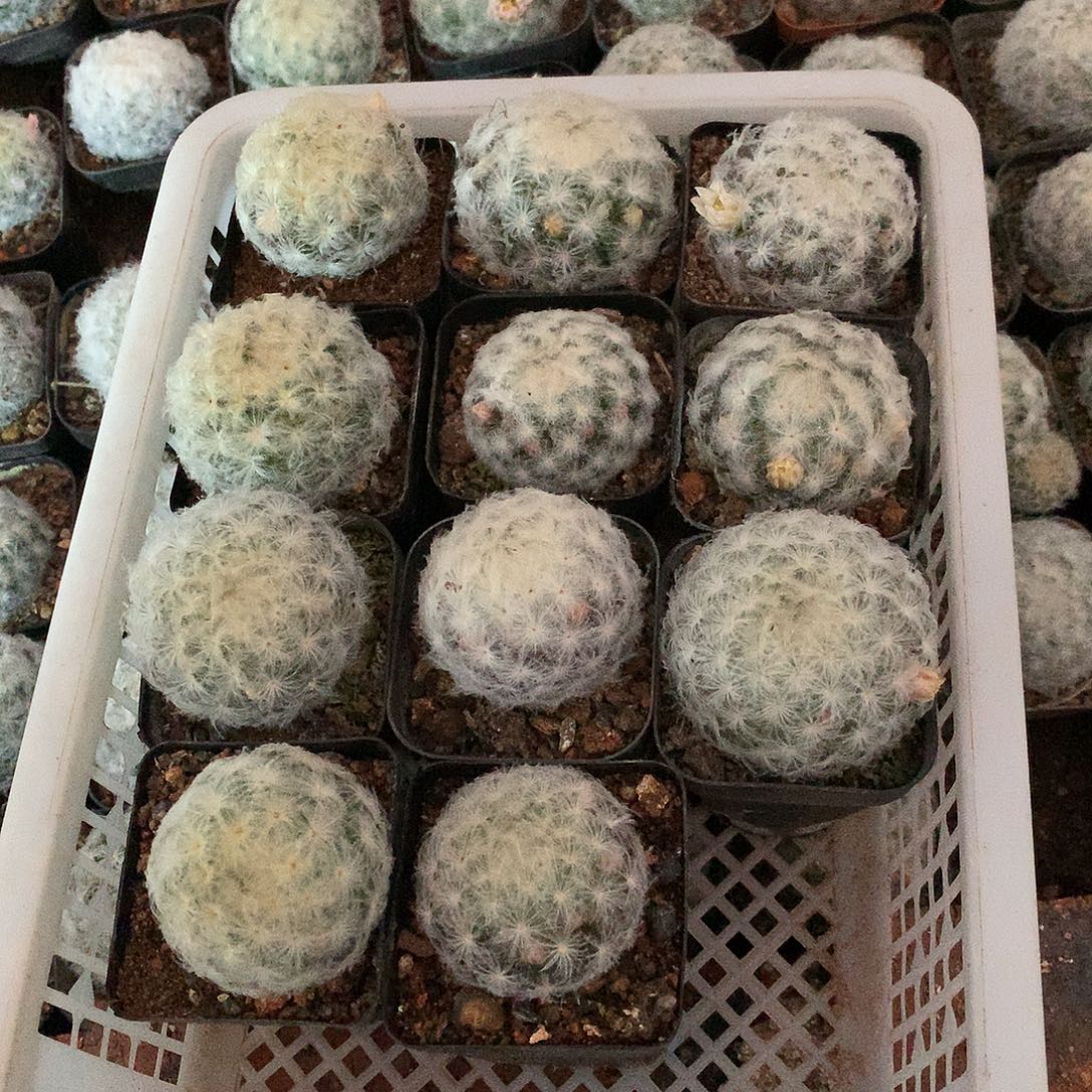 白星11棵80⚽️4公分左右