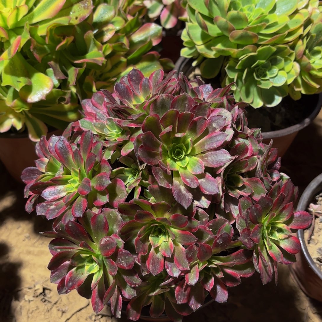 安娜12.8法师多肉木质