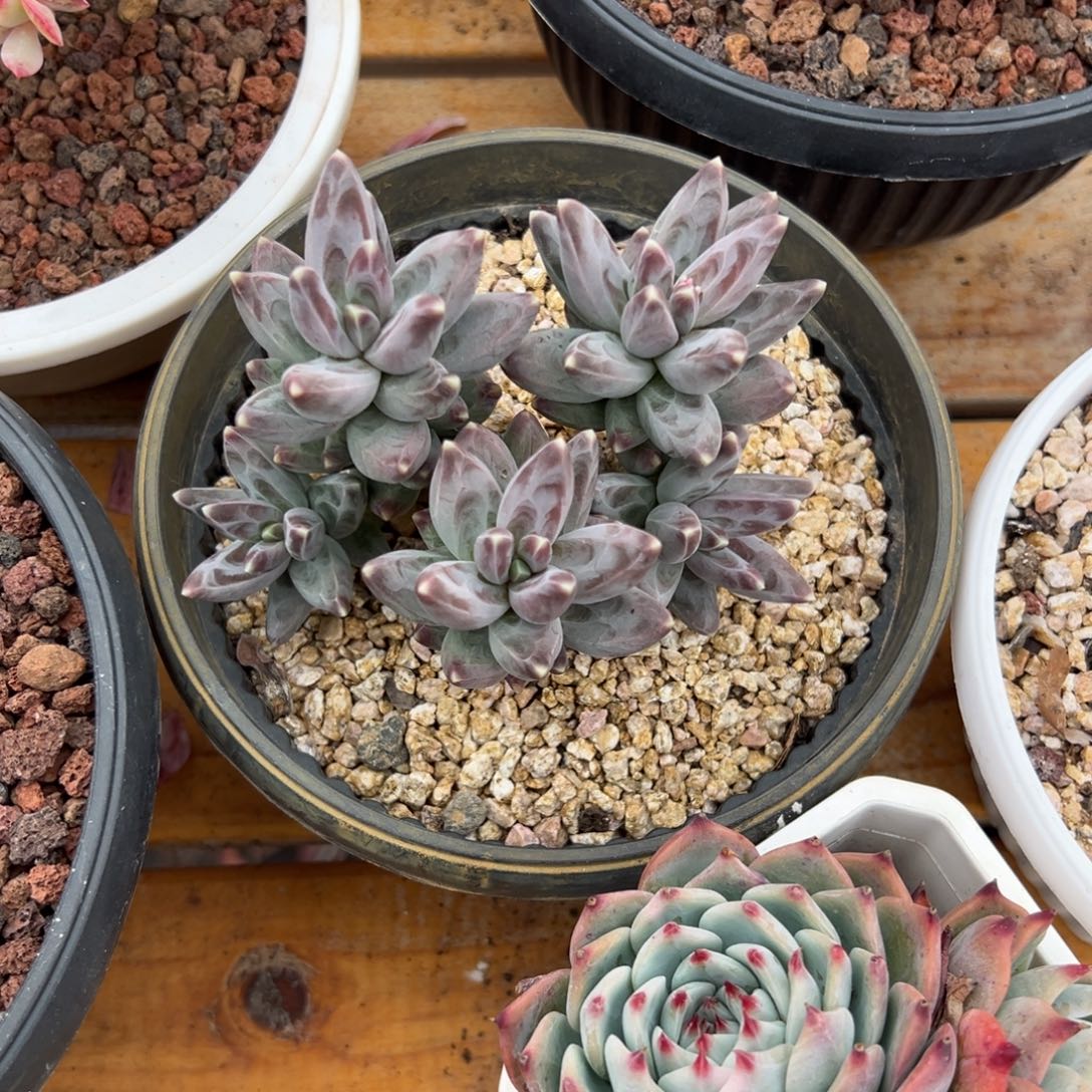 多肉乌拉克拉【非偏远地区满18包邮】