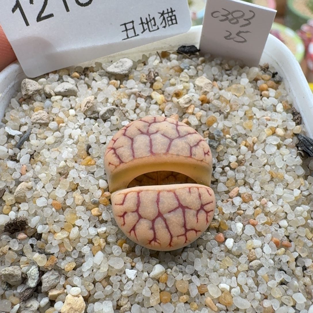 1218-06舞岚玉荒玉