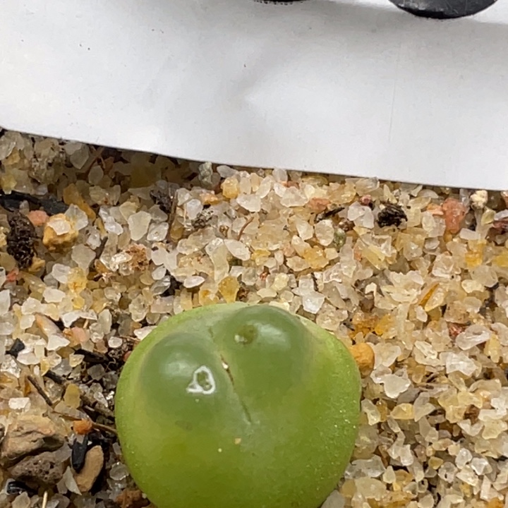 686多肉拉登带盆母本