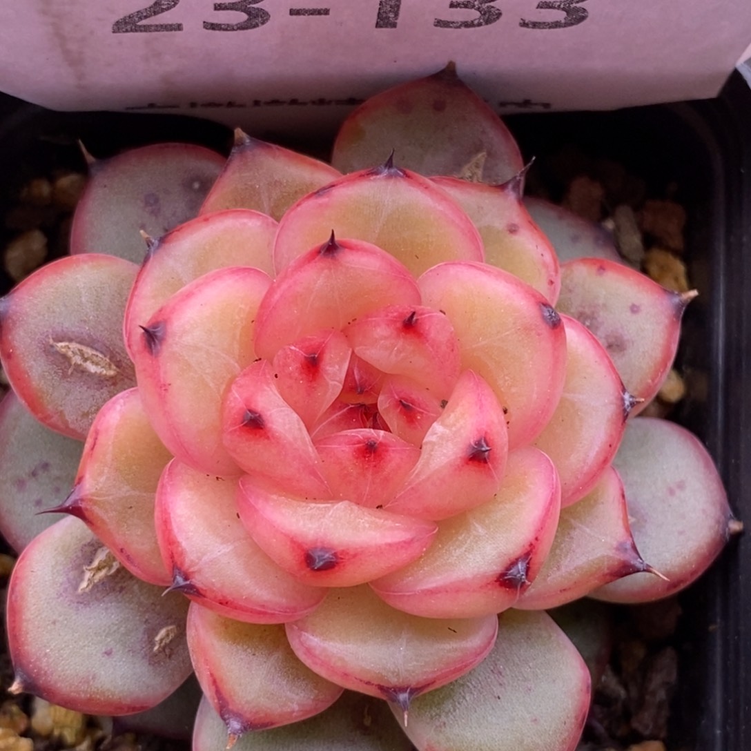 【闪购商品】23-133