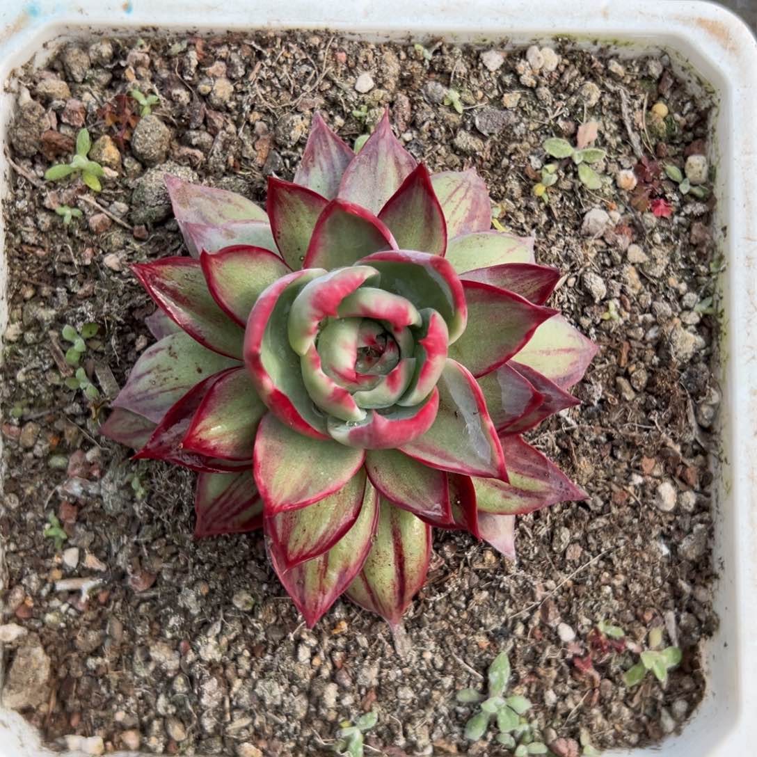 惊鸿仙子多肉植物