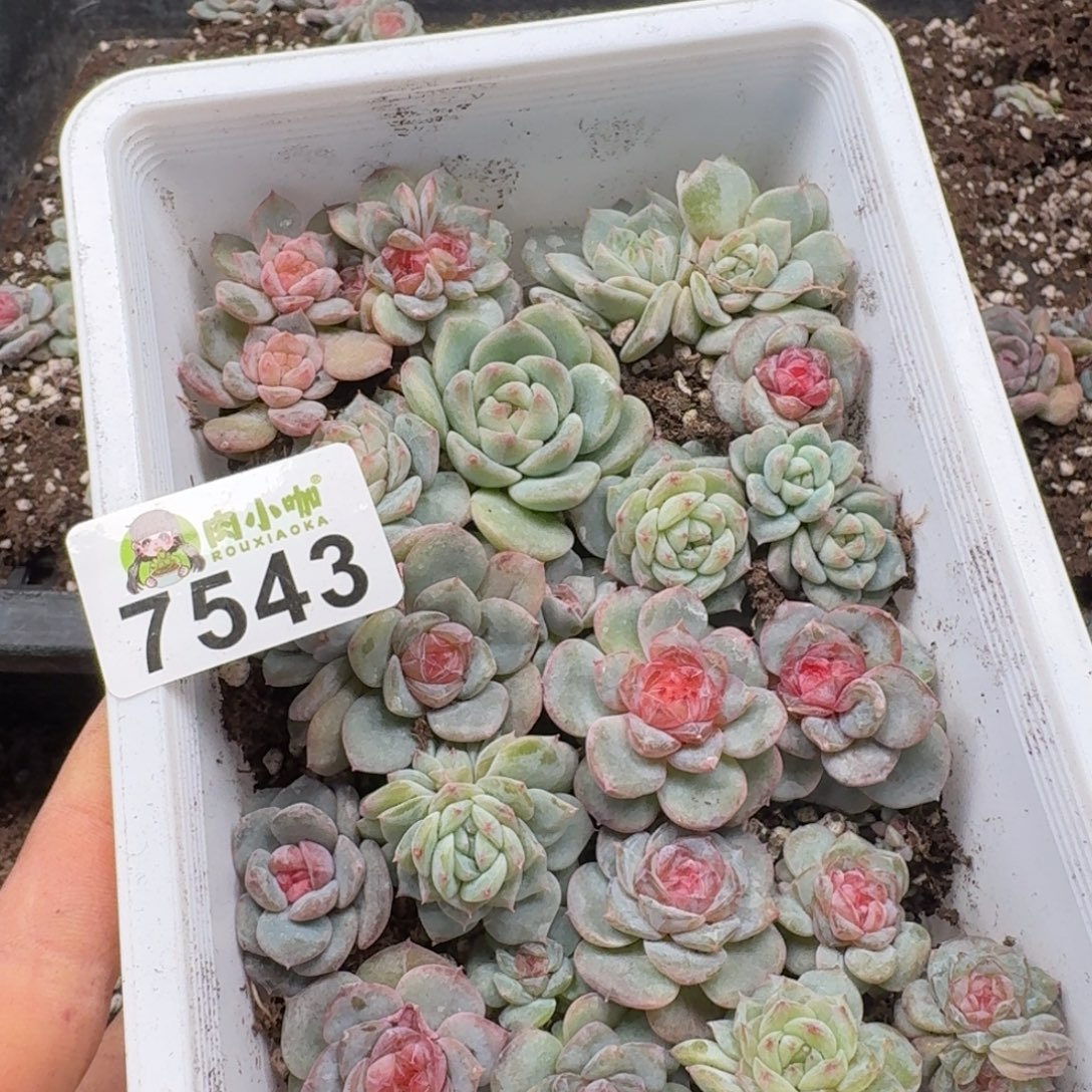 @***生多肉植物多肉植物