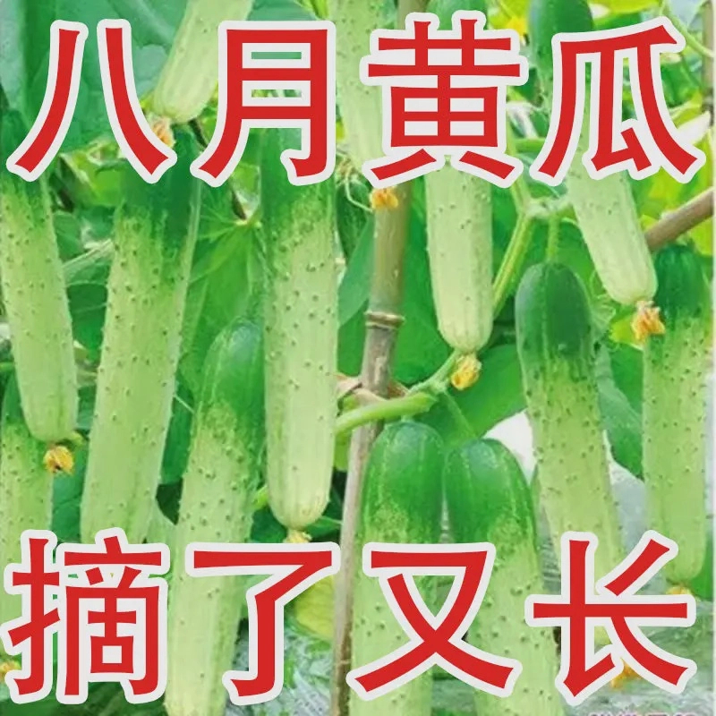 唐山秋瓜种子秋黄瓜高产水果黄瓜阳台小院春季秋季易播种蔬菜种子