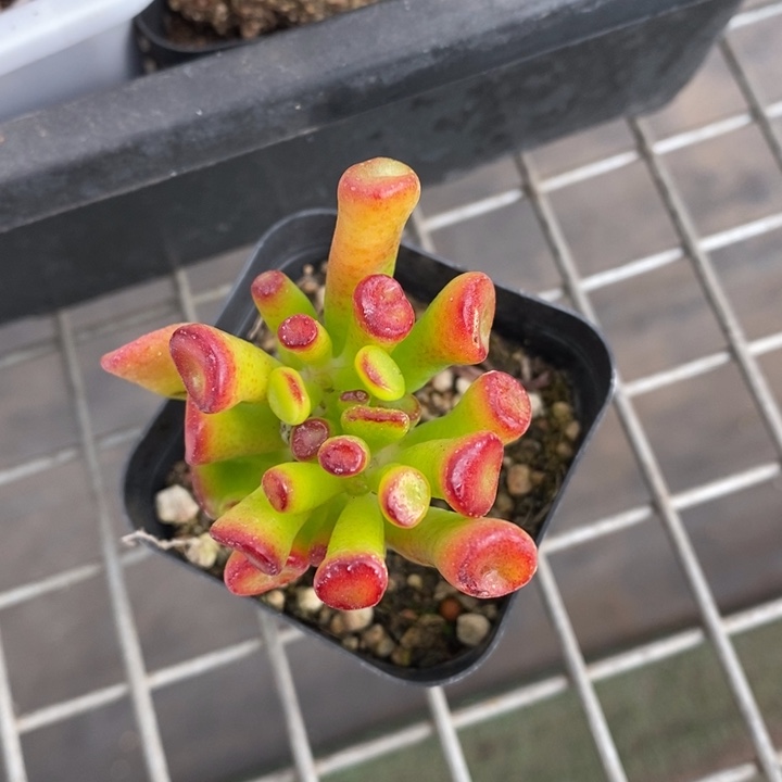 伯克利和格蕾纳等著名音乐