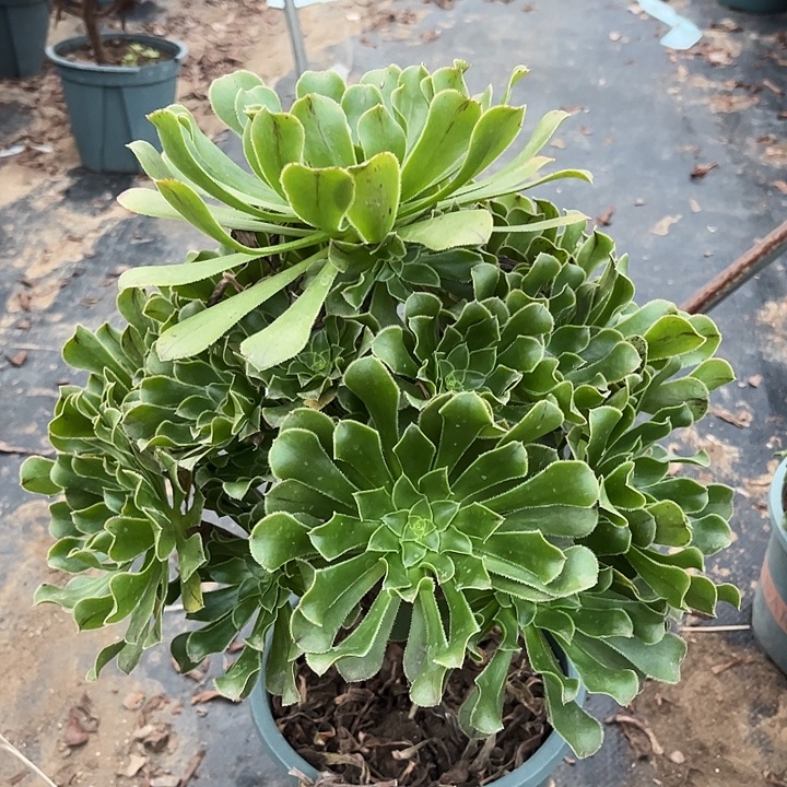 朵朵原始绿多肉植物21