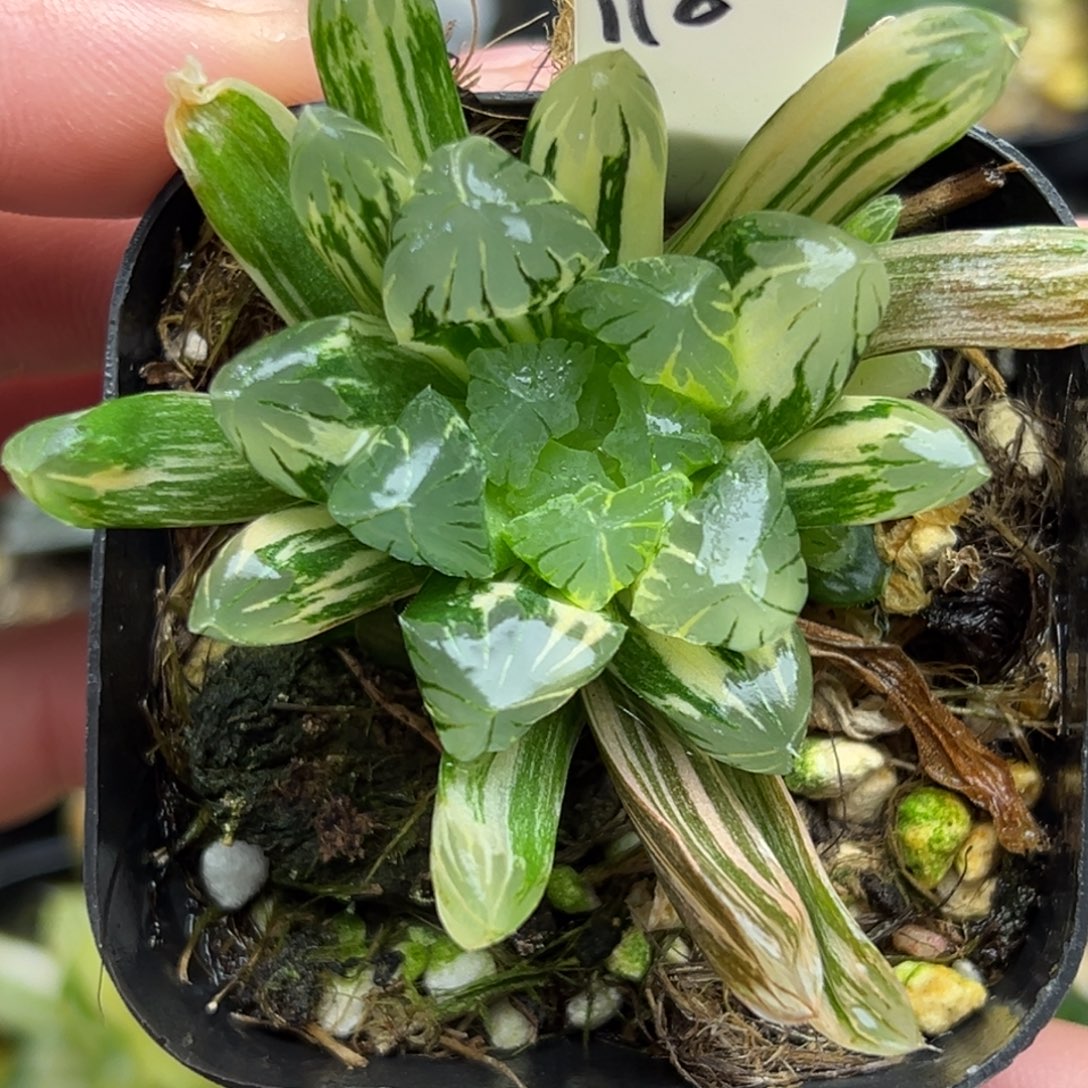 110残雪玉露锦一物一拍