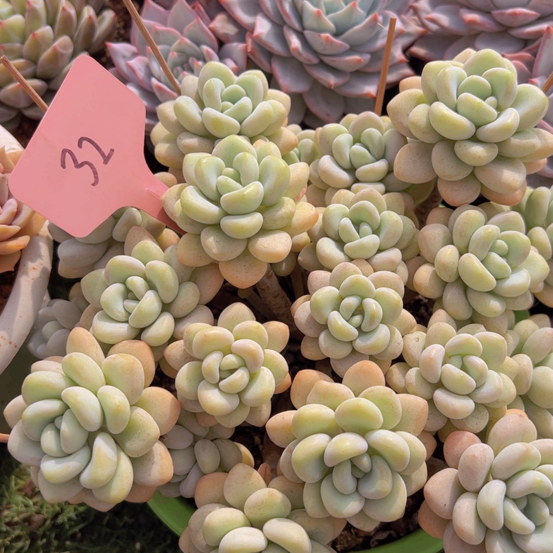 香玉的故事是一个人